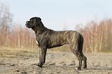 CANE CORSO 827
